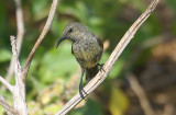 Abbotts Sunbird female, Cosmoledo OZ9W9485b