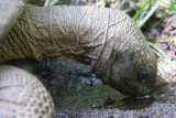 Aldabra Giant Tortoise, Cousin OZ9W8648