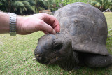 Aldabra Giant Tortoise, Curieuse