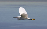 Dimorphic Egret, Aldabra OZ9W0054a