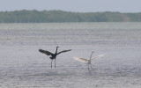 Ciconiiformes - Herons, Storks & Flamingos
