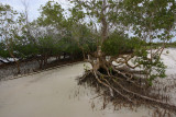 Nacole Gardens mangrove, Pemba OZ9W0214