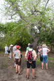Giant Baobab, Nacole Gardens, Pemba OZ9W0233