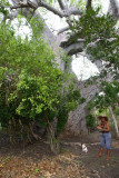 Giant Baobab, Nacole Gardens, Pemba OZ9W0234