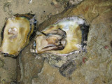 Black Lipped Oysters