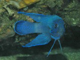 Blue Devil Fish
