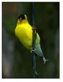 Goldfinch-6