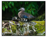 Wood duck and kids-1