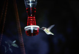 Hummingbird.Evening Feeding