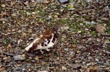 Jasper Ptarmigan seen during hike above Tramway.