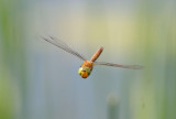 Aeshna isoceles, Green-eyed Hawker, Kilflckslnda