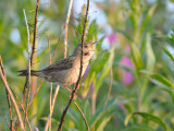 Locustella naevia, Common Grasshopper, Warbler Grshoppsngare