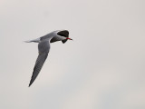Sterna hirundo, Common Tern, Fisktrna