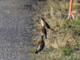 Turdus eunomus, Dusky Thrush, Bruntrast