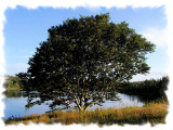 A Historic Tree