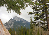 Through The Trees