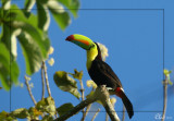 Oiseaux du Panama - Birds of Panama 2011