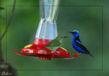 Guit-guit sa - Red-legged honeycreeper