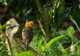 Tangara  dos ray - Flame-coloured tanager