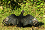 Urubu noir - Black vulture
