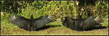 Urubus noir - Black vulture