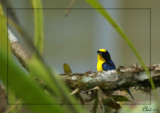 Organiste  bec pais - Thick-billed Euphonia