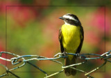 Tyran de Cayenne - Rusty-margined Flycatcher