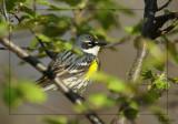 Paruline  croupion jaune