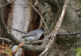 Gobemoucheron gris-bleu - Blue-gray Gnatcatcher