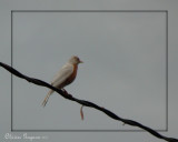 Merle dAmrique albinos - American Robin albino