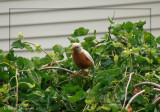 Merle dAmrique albinos - American Robin albino