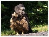 Pygargue  tte blanche (juv)- Bald Eagle (juv)