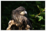 Pygargue  tte blanche (juv)- Bald Eagle (juv)