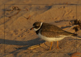 Pluvier semipalm au soleil couchant - Sunset on Semipalmated Plover