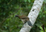 Ortalide  tte grise - Gray-headed Chachalaca
