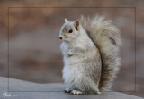 Écureuil gris partiellement albinos- Partly albino grey squirrel