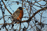 Merle dAmrique - American Robin