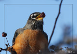 Merle dAmrique - American Robin
