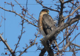 pervier brun - Sharp-shinned Hawk