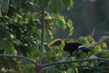 Toucan Tocard - Chestnut-mandibled Toucan