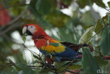 Ara rouge - Scarlet Macaw