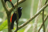 Tangara  croupion rouge - Passerinis Tanager