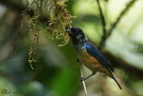 Calliste paillet - Spangle-cheeked Tanager
