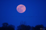 Vol de Bernaches du Canada et pleine lune - Canada Goose flight during full moon