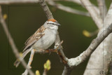Bruant familier - Chipping Sparrow