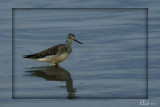 Grand Chevalier - Greater Yellowlegs