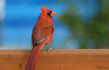 Cardinal  rouge - Northern Cardinal