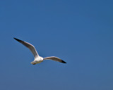 Gull Wings