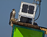 This Perrigrine falcon rests on  a Coast Guard navigation pole.