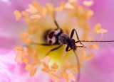 Macro (Spiders, Insects and Flowers)
